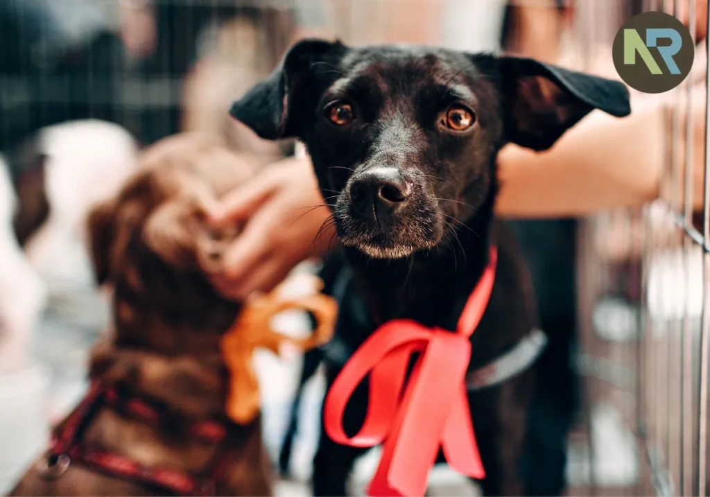 Building a better world through animal rescue