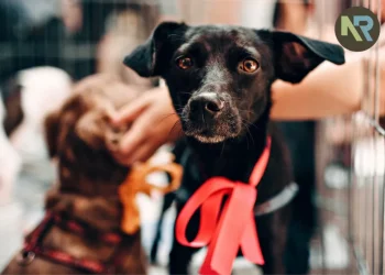 Building a better world through animal rescue